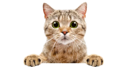 Image of a cat