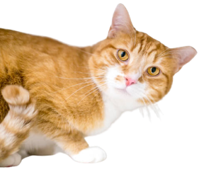 Image of a cat
